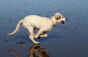 为什么狗爱跑步呢：深入探究狗狗们热爱奔跑的原因