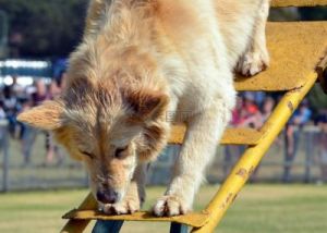 在户外活动中，狗为何无法轻松攀爬？
