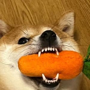 一只狗狗为何疯狂地啃食大萝卜