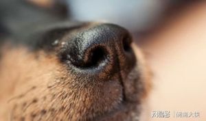 狗的嗅觉灵敏度非常出色，它们的鼻子之所以如此明亮，主要原因有以下几点：