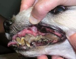 狗嘴巴为什么那么腥味？揭秘狗狗口腔的神秘世界