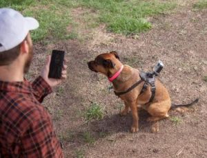 为何聪明狗狗喜欢安装摄像头？