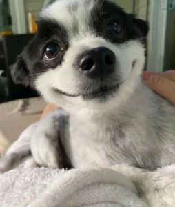 狗为什么不经常微笑？