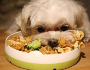 为什么有些狗狗的胃口总是很差？
