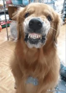 狗为什么会突然冲入龇牙状