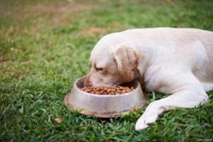 狗为什么特别喜欢吃瓜子和花生？