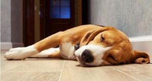 狗在睡眠时为什么会频繁踢腿？