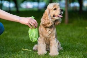 如何有效地清理狗狗粪便，保持家居环境清洁