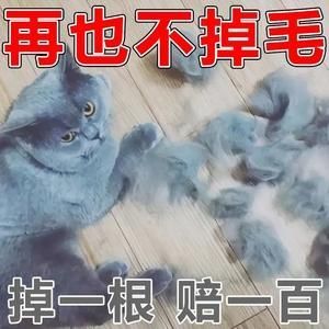 猫咪不喜欢被狗毛干扰的五个原因