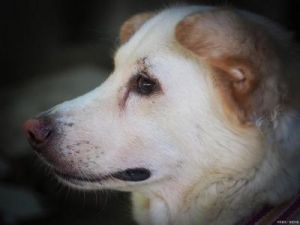 家养狗的常见泪痕及其原因和解决方法