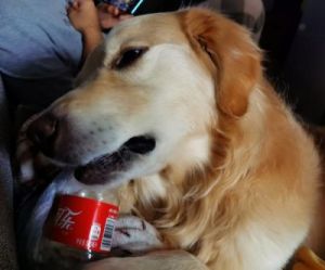 狗狗喝可乐后的健康影响及应对措施