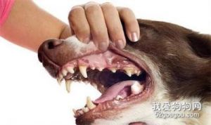狗的牙齿龈缘逐渐萎缩的原因及治疗方法