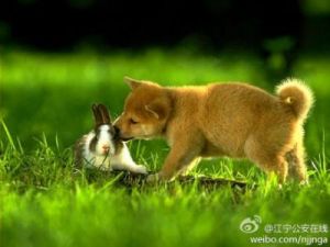 狗和兔子为何会亲嘴：揭秘它们之间神秘的情感交流