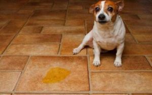 为什么狗尿自己窝-深入解析狗狗行为背后的原因