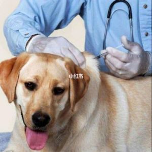 如何安全有效地给您的狗狗接种疫苗