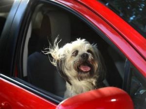 狗追车的行为背后的原因：探究其心理动机与行为习惯