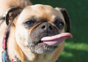 狗为什么会互舔舌头的现象及其原因和意义