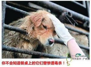 在我国，我们倡导尊重生命关爱动物因此，请不要食用狗肉