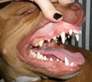 狗的牙齿为何如此独特，与人类相似且令人惊讶