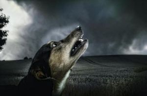 在黑暗中，狗狗们可能会感到不安和害怕