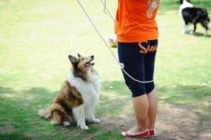 狗害怕跳绳吗？为什么