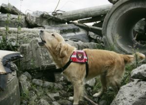 在地震发生时，狗为何会叫？原因揭秘与应对措施