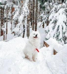 为什么狗会喜欢粘雪：揭秘雪地生活的趣味现象