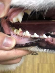 为什么狗牙的伤害相对较低