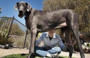 为什么狗无法像人类一样拥有巨大的体型