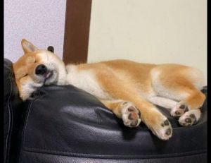 狗为什么喜欢在床上或沙发上休息