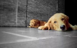 为什么宠物狗会被狗攻击？探究其中的原因及预防方法