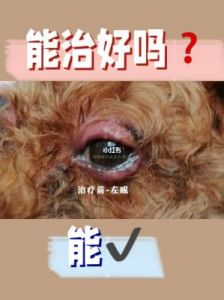 狗狗眼睛周围红肿可能是由以下原因导致的：