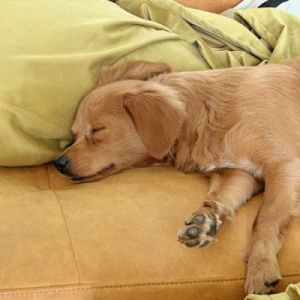 为什么聪明狗狗总是喜欢坐着睡觉？