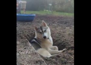 为什么狗喜欢趴在坑里