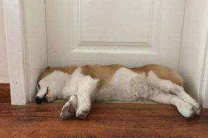 为何狗狗在门口睡觉时会叫唤