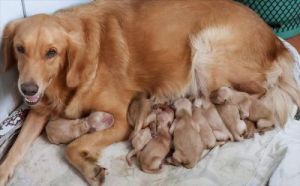 狗为什么不带崽子呢？为什么母狗在繁殖期会选择不携带幼崽？