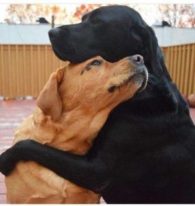 在一个温馨的画面中，一只母狗紧紧地搂着一只小狗，它们相互依赖，彼此守护