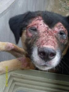 狗狗脸上烂了怎么办？如何快速有效地治疗？