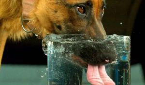 狗为什么会在夏季频繁饮水？