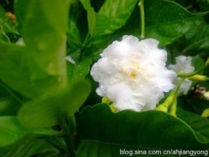 白狗花狗：一种神秘而美丽的观赏植物