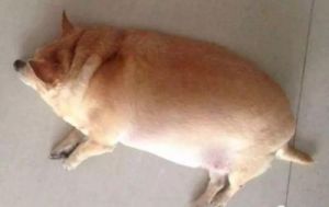 农村狗为何如此肥胖？