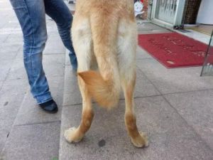 狗后腿为何呈现出独特的长细特征