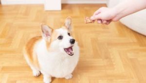 如何给狗狗选择合适的磨牙棒并正确喂食