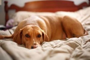 狗为什么想上床上-探讨狗狗的床依赖行为及其原因