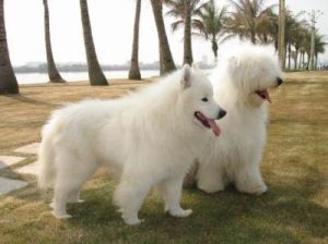 白狗：它是否真的是小白狗？为何它们看起来如此相似？