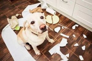 在家中养的狗狗为何会犯错行为？