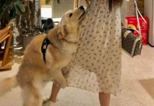 如何有效地与狗狗进行沟通，建立深厚的友谊
