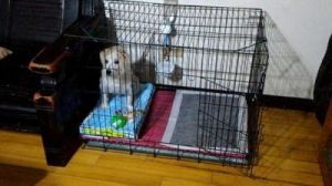 养狗家庭中为何普遍拥有狗笼子的原因探究