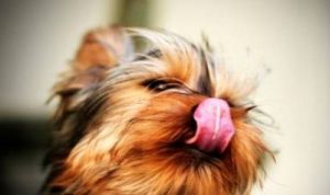 神秘的狗咂嘴角行为解析：原因与解决方法