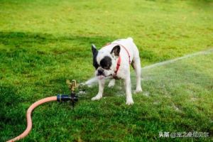 狗狗为什么那么喜欢喝水？